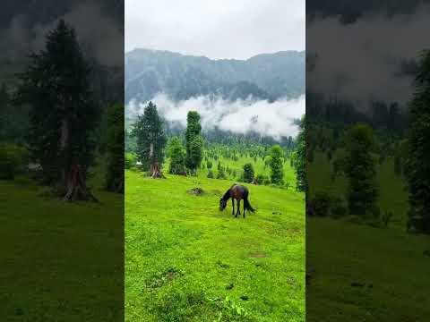 Arang Kel Kashmi || ارنگ کیل کشمیر || #waseemwonder #travel #nature