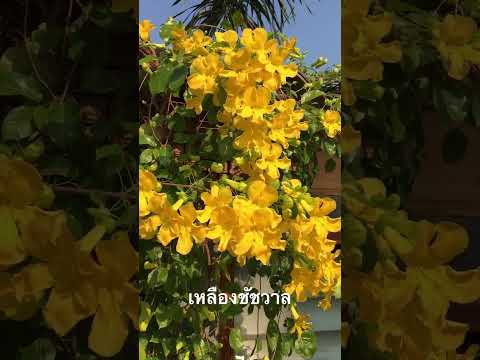 เหลืองชัชวาล|kaisiamrut