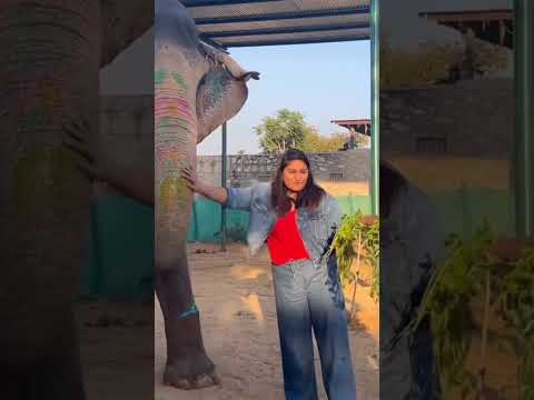 🐘 Love & Care — Feeding Elephants #shortvideo #love