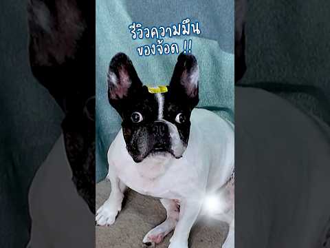 พี่ๆ คิดถึงจ้อดมั้ยค้าบบบ 🐶💙 #somethingaboutcc #จ้อดเพื่อนรัก