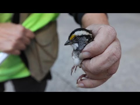 Chicago landmark tries to help migrating birds avoid crashes into its glass walls