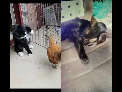 cat 🐈 and hen fight 😂😂😂😂🤣😂😂😂😂