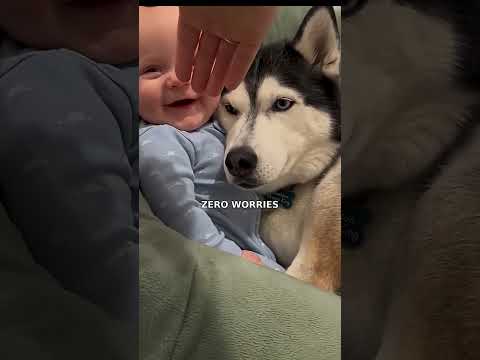 Husky Dog and Baby Antics 😂 Sheldon's Sweetest Cuddles