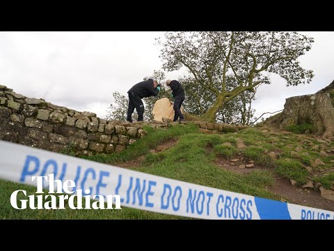Sycamore Gap pair face sentencing over felling of ancient tree – watch live