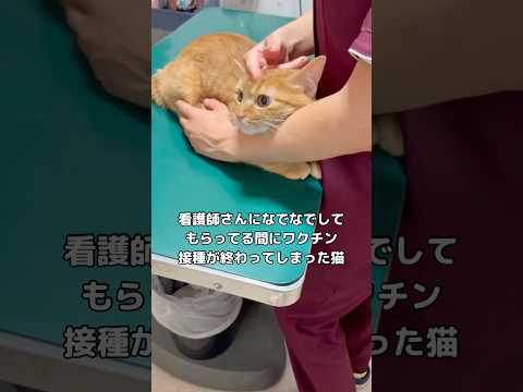 猫のういちゃんが三種混合ワクチン接種を涼しい表情で乗り切る癒し動画 サムネイル