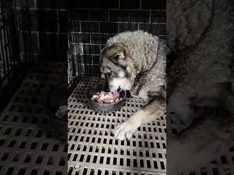 新來老蘇的狗狗依不同個性、不同環境，大部分都會不吃不喝，可是老蘇的伙食底層是老犬飼料泡軟拌罐頭，中層再加一層罐頭，最上層則是家樂福的烤雞肉，這麼美味可口的餐點，狗狗們很快就吃的津津有味