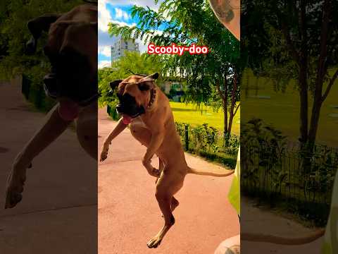 #trend #puppy #viral #pets #dog #love #vlog #shorts #viralvideo #trending #funny #fun #comedy #dogs