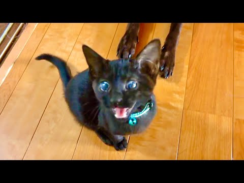 失明寸前だった猫が元気になるまでの1年間の記録