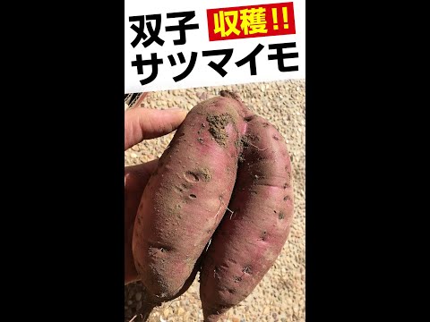 【珍しい野菜】双子のサツマイモが収穫できました～#Shorts
