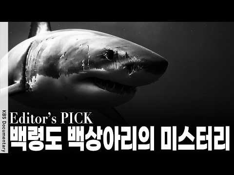 8월 서해 백령도에 나타난 <strong>백상아리</strong>? 서해 생태계 붕괴의 징조일까? | KBS 스페셜 20100919 방송