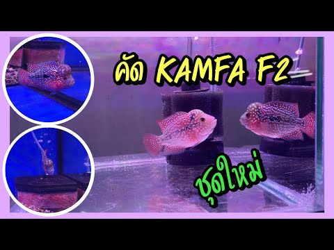 Zing’s-Day-I-คัดปลา-Kamfa-f2-ช Zing’s-Day-I-คัดปลา-Kamfa-f2-ช