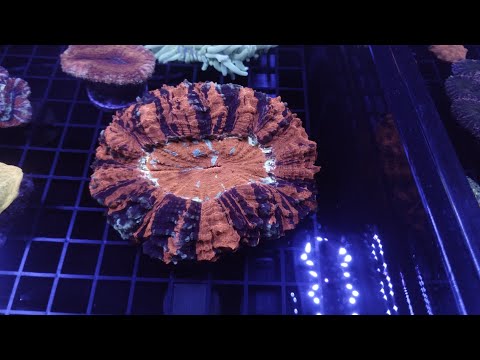 Waterbox 45.2 update + new CORAL from local frag s 