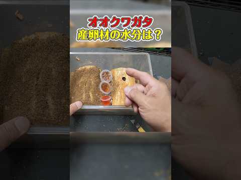 オオクワガタ産卵材の水分量 #オオクワガタ #クワガタ