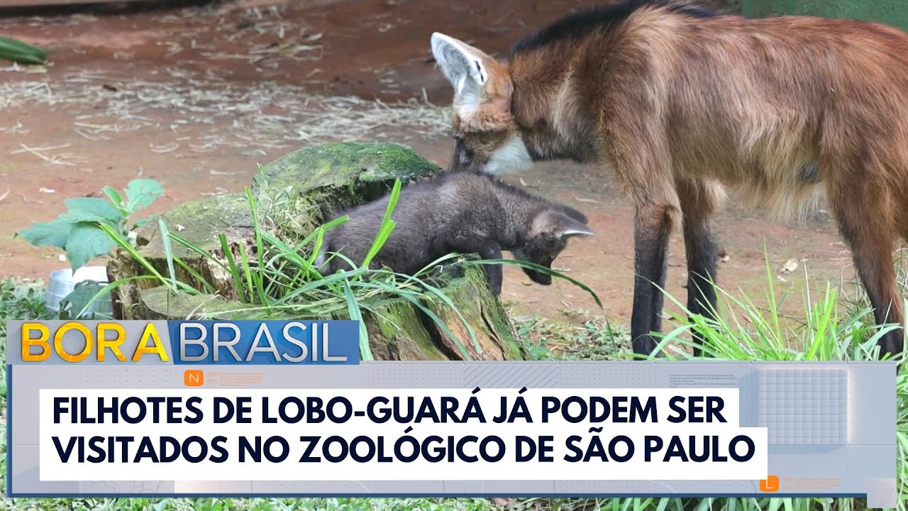 Filhotes de lobo guará já podem ser visitados no zoo de São Paulo