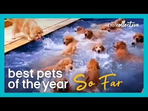 Best Pets Of The Year...So Far: PART II (2020)