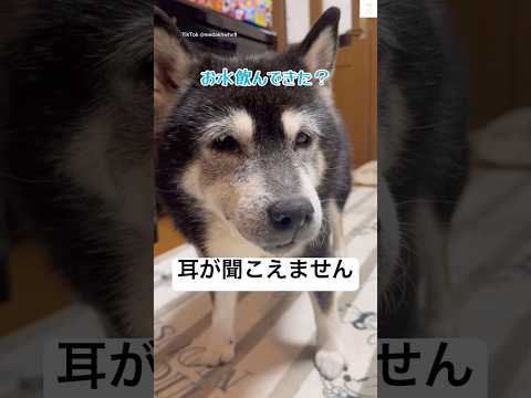 15歳柴犬の魅力：老犬でも元気な姿に癒される基本情報 サムネイル