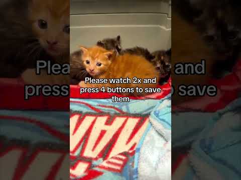 Three tiny kittens were found alone after their mama <strong>never</strong> returned. 💔 We’re <strong>still</strong> hoping to locate
