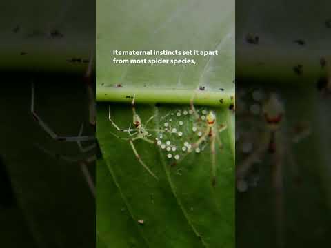 This spider’s smile will haunt you! 😱🕷️  #WildHawaii