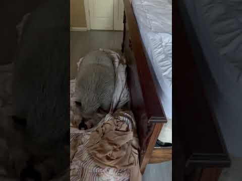 #smcfritters loves #laundry day. #pigsofyoutube