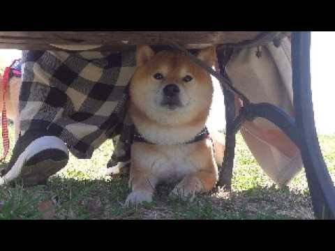 楽しい花見のはずが、柴犬の様子がおかしい。。