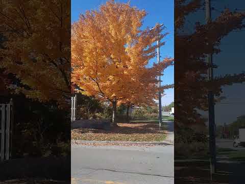 mùa Thu tại Mỹ 2024, Halloween 2024