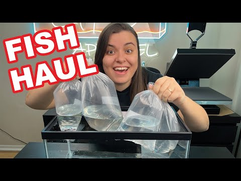 Fish HAUL + Betta gets roommates?! I added a bunch of nano fish and invertebrates to my Betta aquascaped aquarium!
Let's see how they d