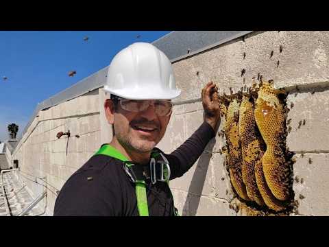 Como Reubicar abejas #132 | Abejas dentro de la pared