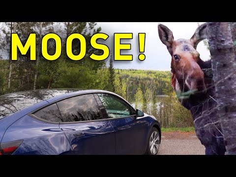 Grand Tesla Model Y Adventure - Moose Sighting