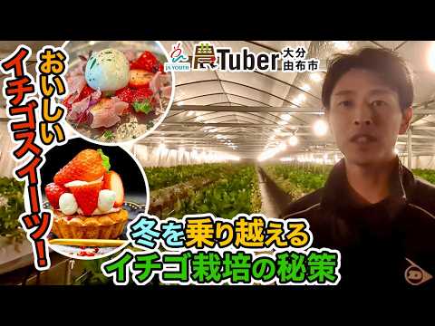 大分・冬を乗り越えるイチゴ栽培の秘策&おいしいイチゴスイーツ!〜大分・由布市〜 / JAグループ「農Tuber」ちゃんねる