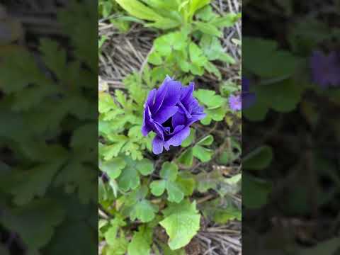 Сюрприз від anemone coronaria #квітка #осінь #сад