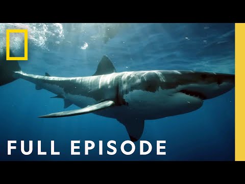 Sky Sharks (Full Episode) | National Geographic