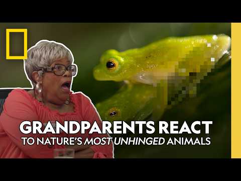 See Grandparents React to Wild Animal Mating Clips and Poop Chaos | Underdogs | Nat Geo