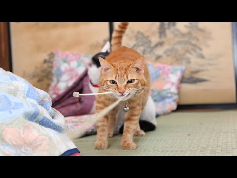 猫の動画サムネイル - かご猫LIVE配信　2025年08月02日