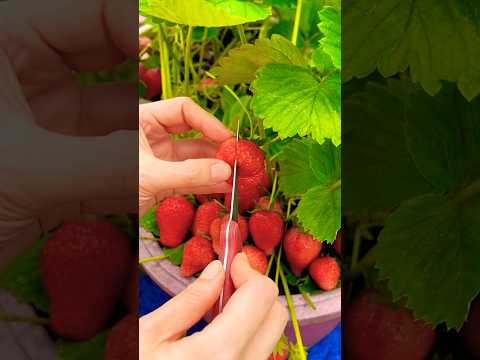ASMR Strawberry Picking