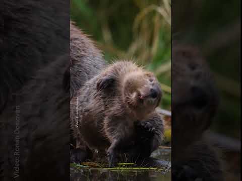Beavers aren’t just cute! Learn more at the link in the description. 🦫 #NationalGeographic