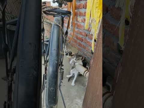 two siblings kitten fight together