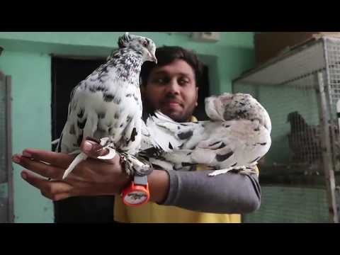 World Most Beautiful Pigeons | Exotic Pigeons | Fancy Pigeons