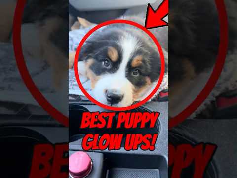 Top 5 Cutest Puppy Transformations Ever 🐾✨ (From Tiny to Giant!)