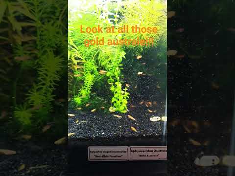 So many baby killifish!!!!! 