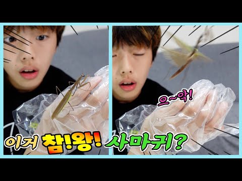 왕사마귀? 참사마귀?? 사마귀 남편 구하기!  아빠랑 사마귀 채집! 정훈TV