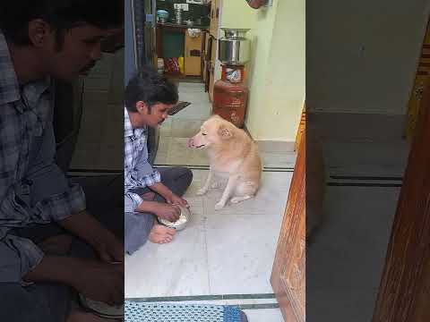 🐕 Original Video ఒరిజినల్ ||Dog Videos|| ||Pet and Dog Life|| ||Dog Food|| ||Egg Rice|| ||Animals||