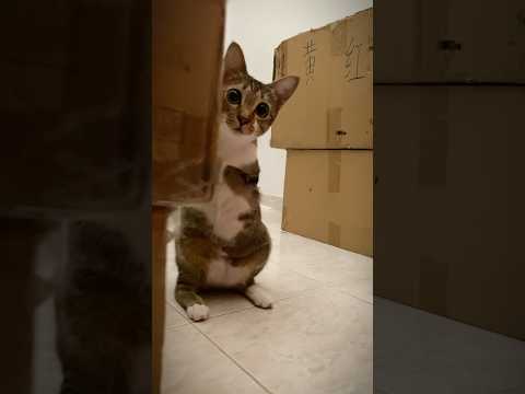 猫の動画サムネイル - Tutu on beast mode🐱🦖 #catlovers #nohandscat #she #catsofyoutube