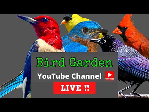 Bird Garden Channel  [ 24/7 LIVE Cam ACTION ]  #bi Bird Garden Channel  [ 24/7 LIVE Cam ACTION ]  #birdfeeder  features *NEW* Tennessee bird feeding st