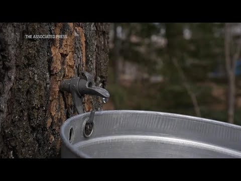 Warm winter forces early start to maple syrup season