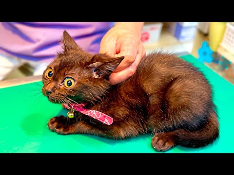 子猫に後遺症が残る可能性があるみたいです