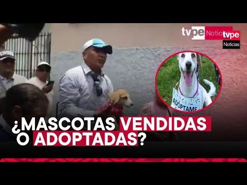 Polémica por mascotas entre la Municipalidad de Lima y Albergue ¨Patitas Abandonadas¨