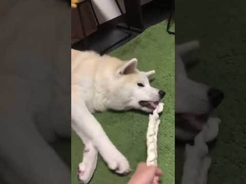 #akitainu 釣り上げられそうな秋田犬