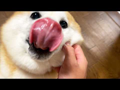 再会で嬉しくなると吸うのか吐くのか分からなくなり、フガフガする柴犬