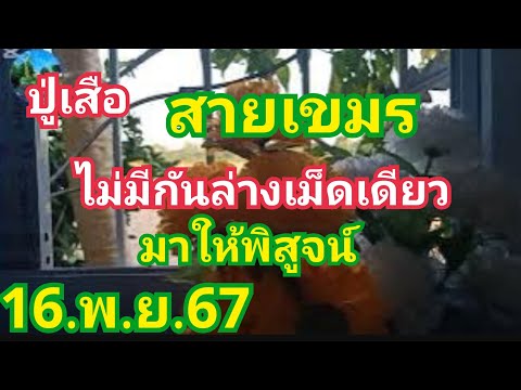 ปู่เสือสายเขมรมาให้พิสูจน์ล่าง