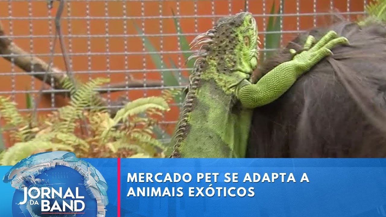Mercado pet se adapta a animais exóticos